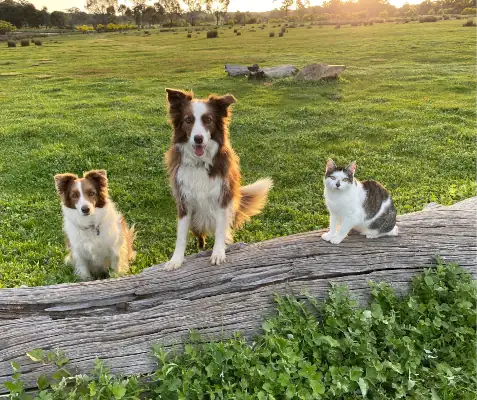 Three pets resting peacefully on farm grounds