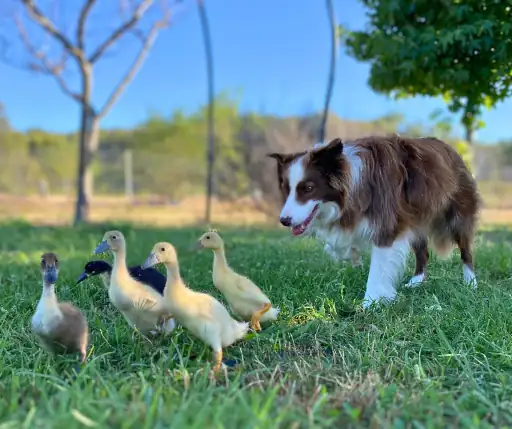 Border Collie watching ducklings peacefully