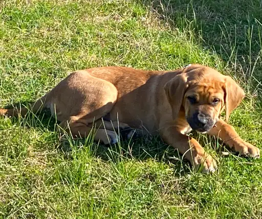 Young dog relaxing outdoors in the sun