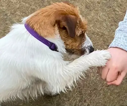 Training session with puppy