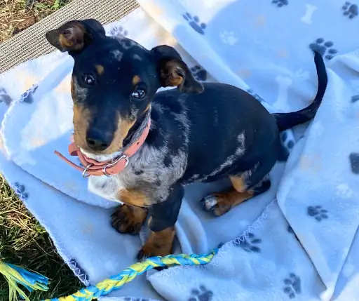 Juno Dachshund