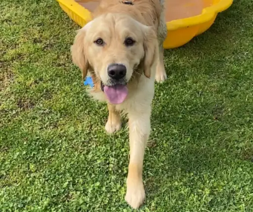 Henry Golden Retriever