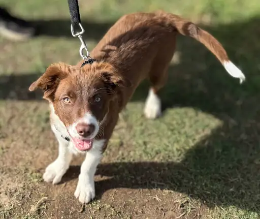 Arlo: Border Collie